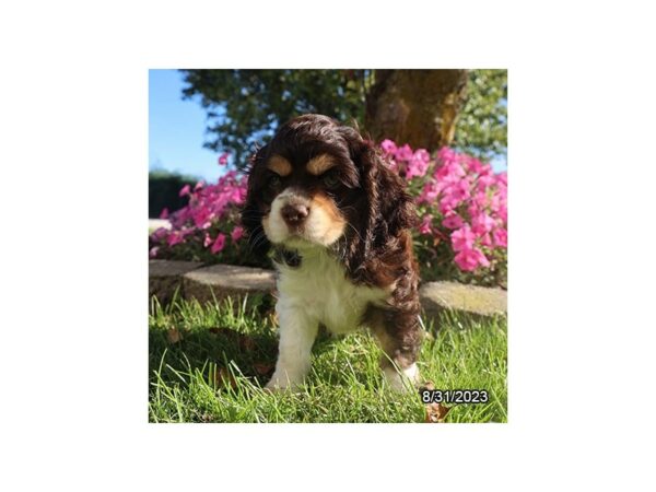 [#7803] Chocolate / White Male Cocker Spaniel Puppies for Sale