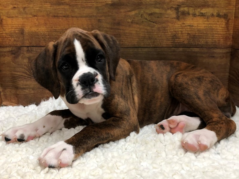 Petland Terre Haute, Indiana Buy Puppies, Pets & Dog Supplies