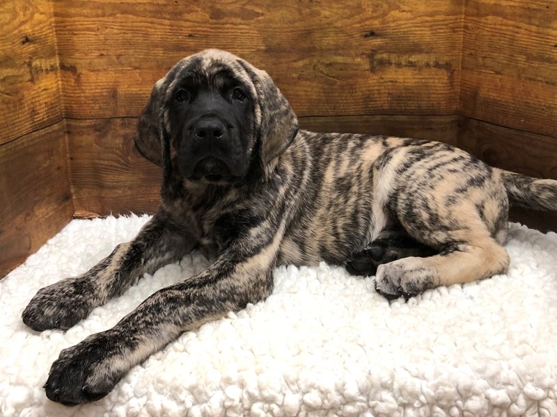 Mastiff - 7805 Image #1