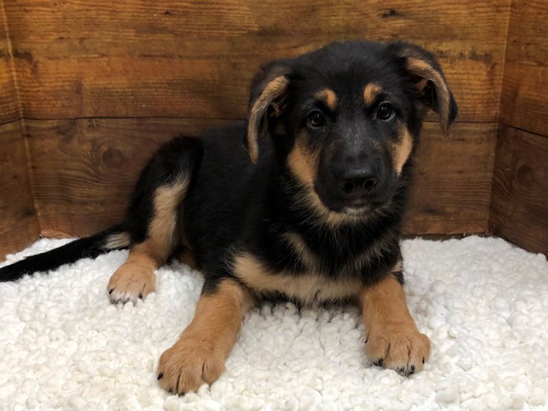 Petland Terre Haute, Indiana Buy Puppies, Pets & Dog Supplies