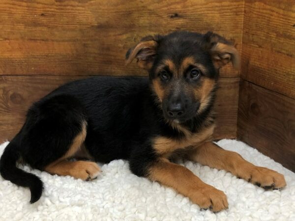 [#7799] Black and Tan Male German Shepherd Puppies for Sale