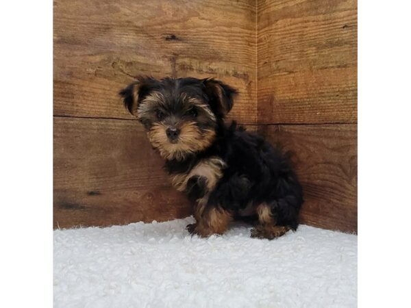 [#7801] Black / Tan Male Yorkshire Terrier Puppies for Sale