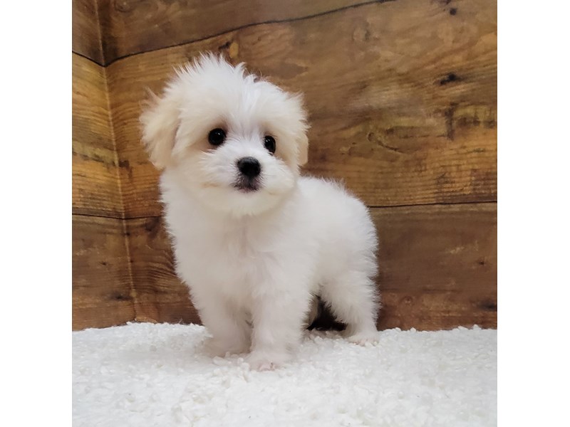 Petland Terre Haute, Indiana Buy Puppies, Pets & Dog Supplies