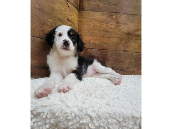 [#7810] Black Female Miniature American Shepherd Puppies for Sale