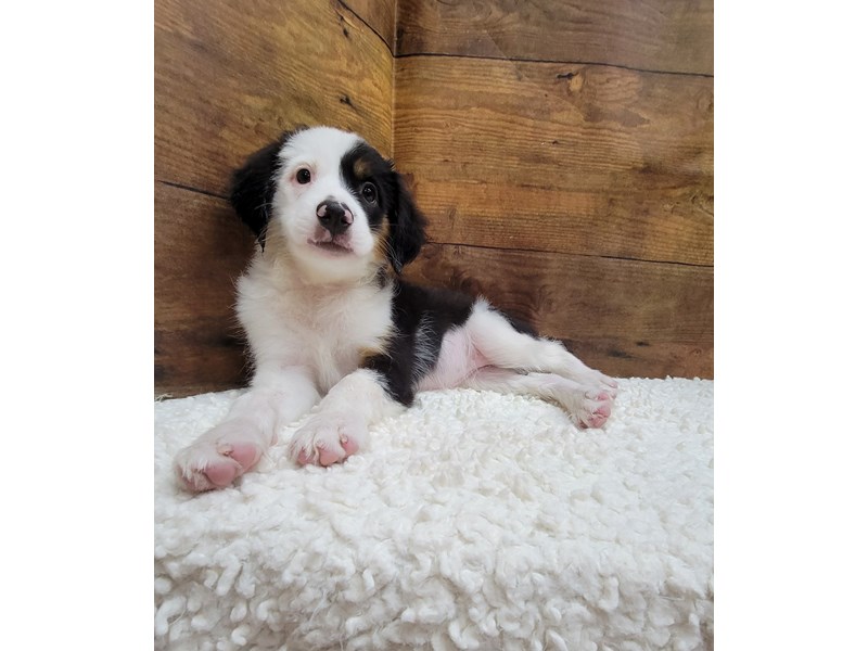 Miniature American Shepherd - 7810 Image #1
