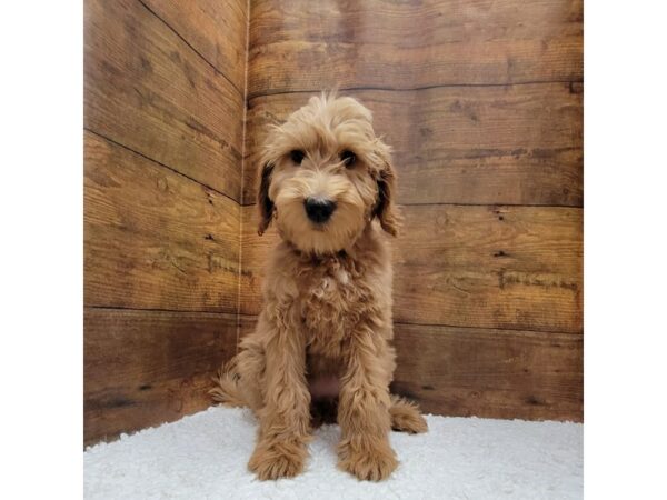 [#7811] Red / White Female Goldendoodle F1b Puppies for Sale