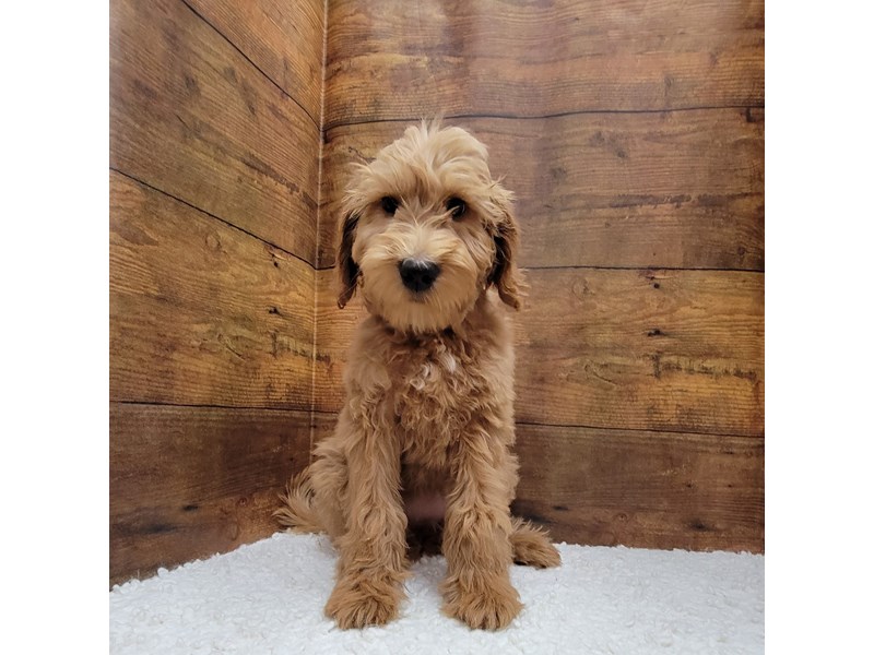 Goldendoodle F1b - 7811 Image #1