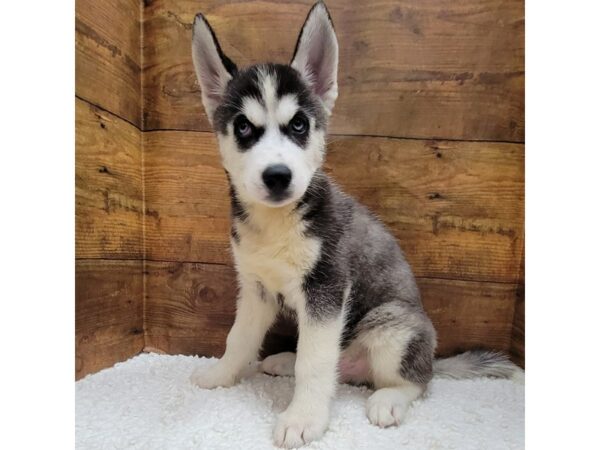 [#7809] Black / White Male Siberian Husky Puppies for Sale