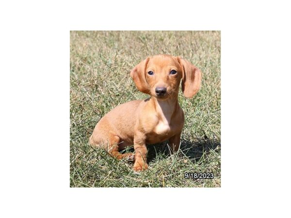 [#7814] Red Female Dachshund Puppies for Sale