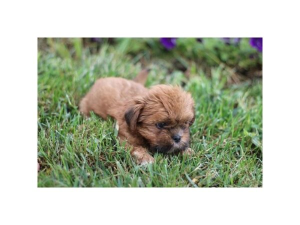 [#7819] Red Gold / White Female Lhasa Apso Puppies for Sale