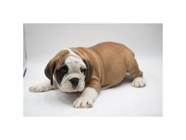 [#7822] Red / White Male Beabull Puppies for Sale