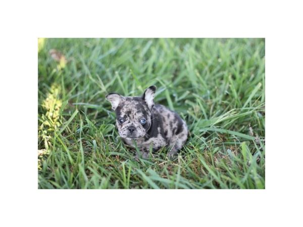 [#7818] Blue Merle Male French Bulldog Puppies for Sale