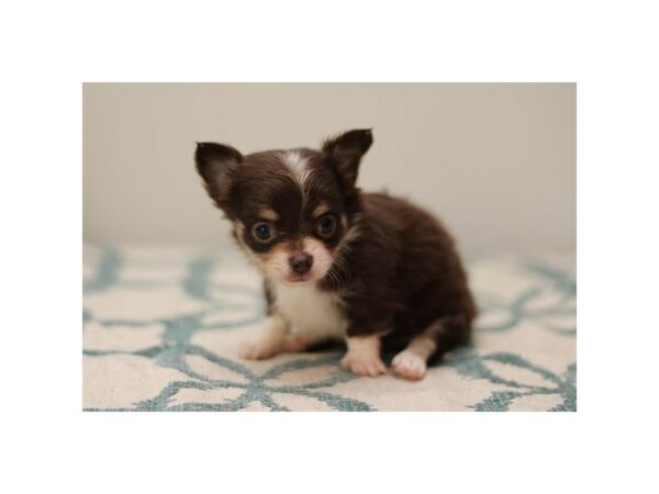 [#7817] Chocolate / White Male Chihuahua Puppies for Sale