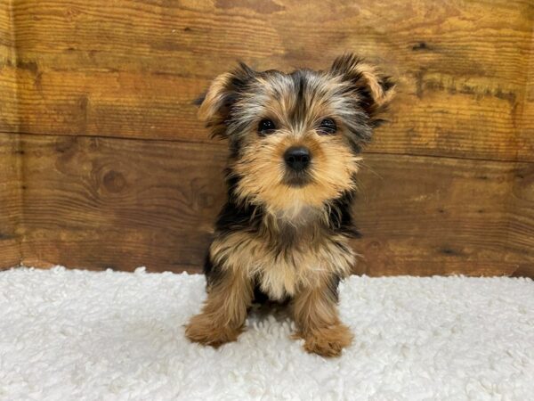 [#7821] Black / Tan Female Yorkshire Terrier Puppies for Sale