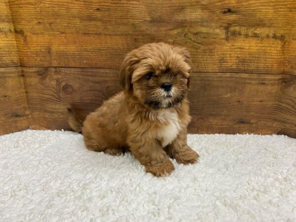 [#7819] Red Gold / White Female Lhasa Apso Puppies for Sale