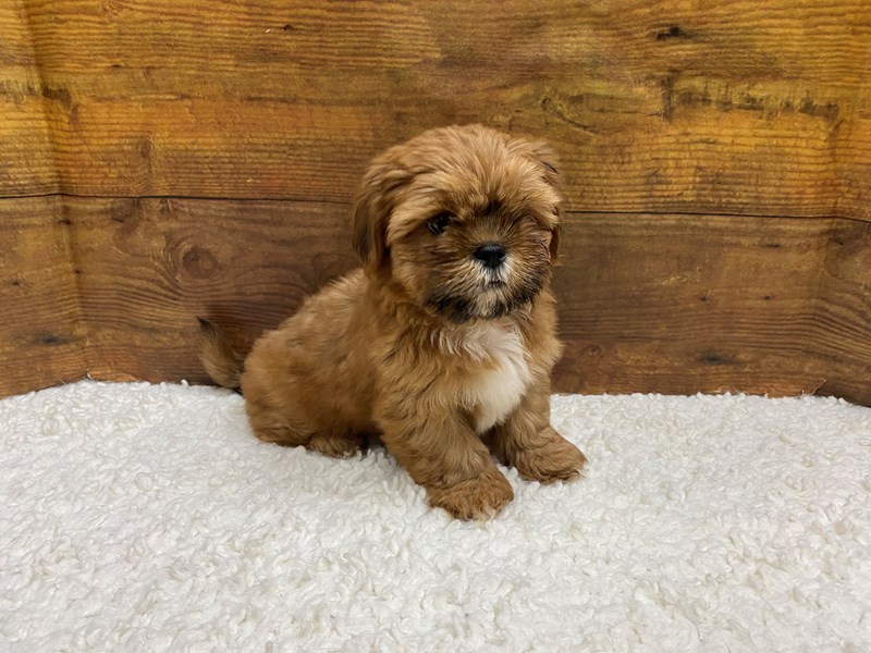 Petland Terre Haute, Indiana Buy Puppies, Pets & Dog Supplies