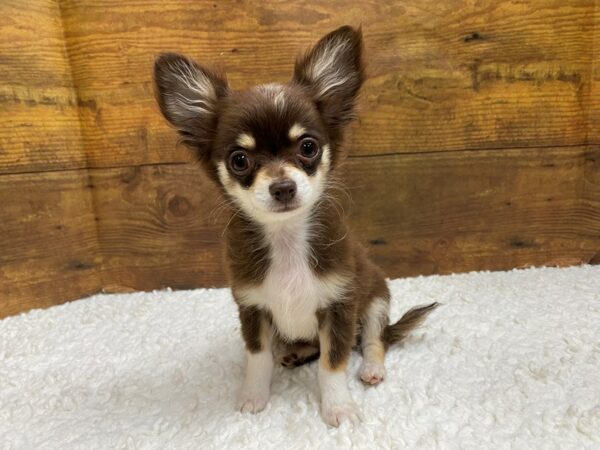 [#7817] Chocolate / White Male Chihuahua Puppies for Sale