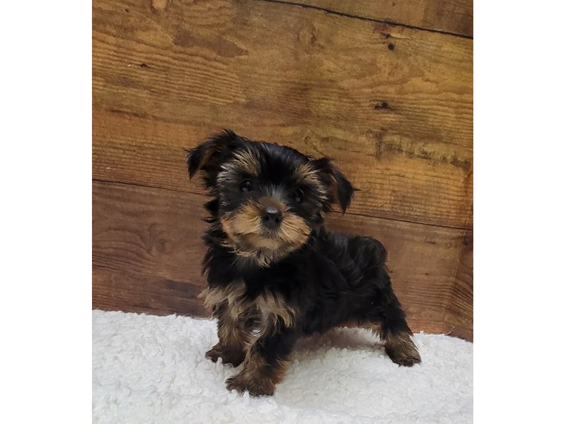 Yorkshire Terrier - 7787 Image #1