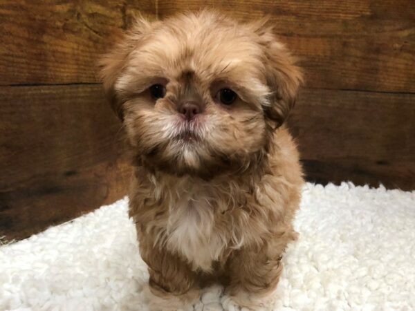 [#7807] Red Gold Female Shih Tzu Puppies for Sale