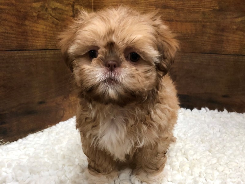 Shih Tzu - 7807 Image #1