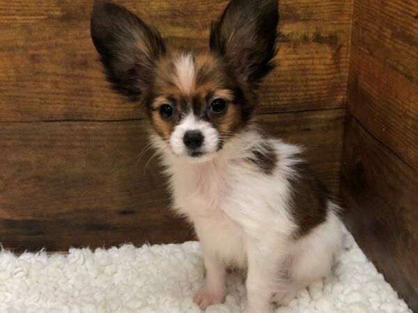[#7806] Tri-Colored Male Papillon Puppies for Sale