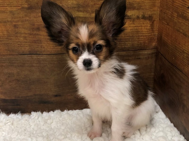 Papillon - 7806 Image #1