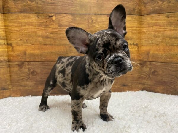 [#7818] Blue Merle Male French Bulldog Puppies for Sale