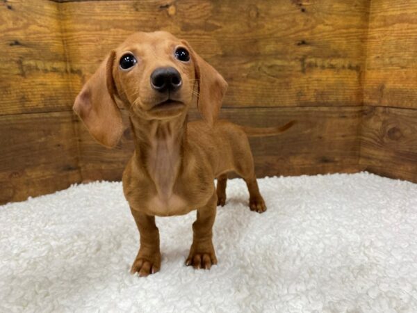 [#7814] Red Female Dachshund Puppies for Sale