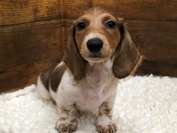 [#7829] Isabella Piebald Male Dachshund Puppies for Sale
