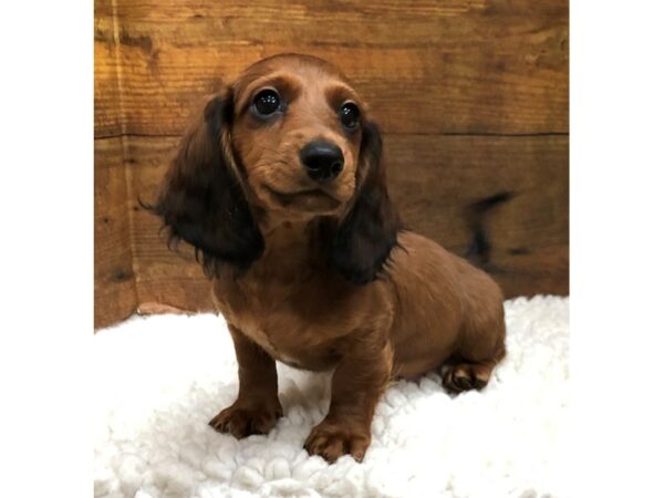 [#7828] Sable Male Dachshund Puppies for Sale
