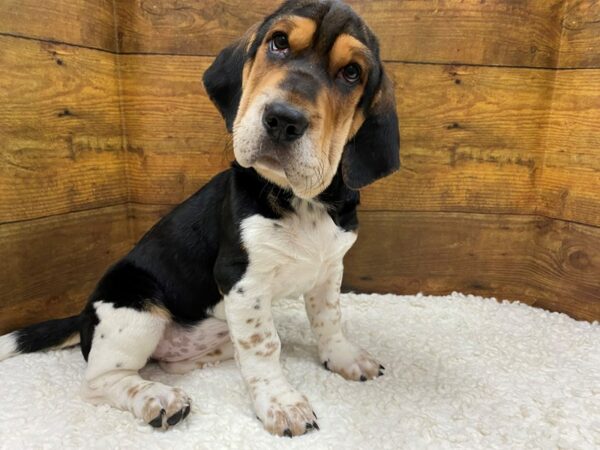 [#7825] Black / White Female Walrus Puppies for Sale
