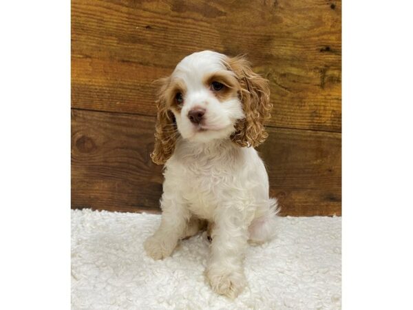 [#7859] White Female Cocker Spaniel Puppies for Sale
