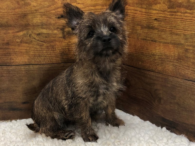 Cairn Terrier - 7832 Image #1