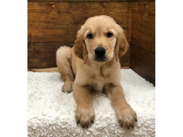 [#7869] Golden Male Golden Retriever Puppies for Sale