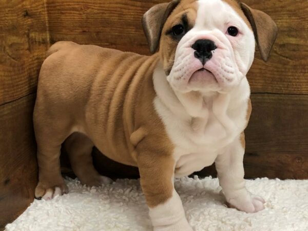 [#7865] Blue / White Female Victorian Bulldog Puppies for Sale