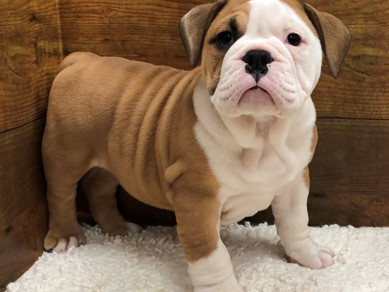 Victorian Bulldog - 7865 Image #1