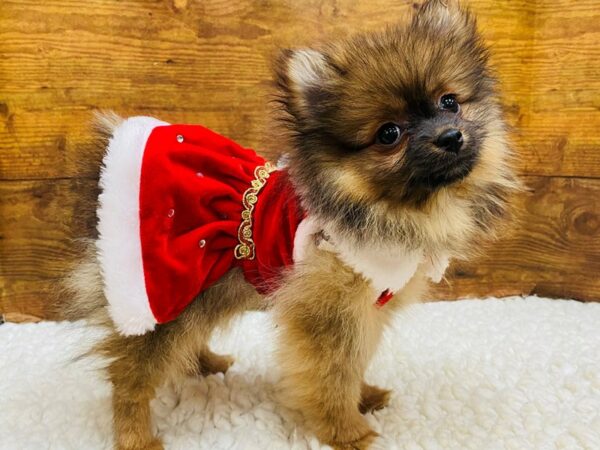 [#7877] Wolf Sable Female Pomeranian Puppies for Sale