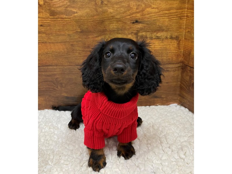 Dachshund - 7873 Image #1