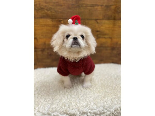 [#7823] White Female Pekingese Puppies for Sale