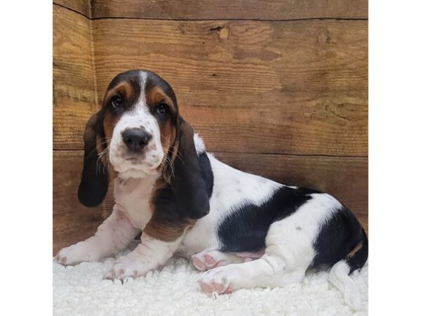 [#7884] Black / White Male Basset Hound Puppies for Sale