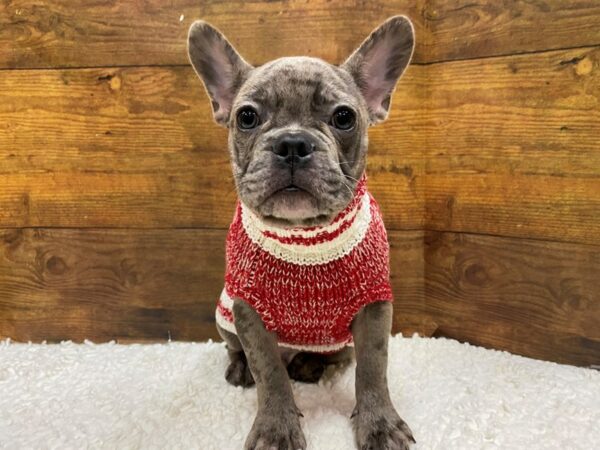 [#7842] Blue Merle Male French Bulldog Puppies for Sale