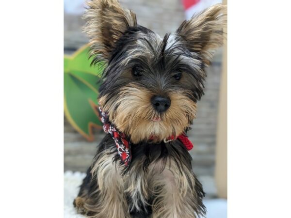 [#7838] Black / Tan Male Yorkshire Terrier Puppies for Sale