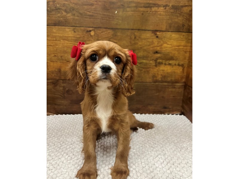 Cavalier King Charles Spaniel - 7883 Image #1