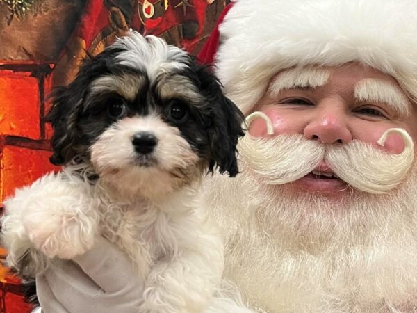 [#7887] Tri-Colored Female Cavachon Puppies for Sale