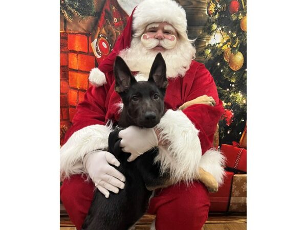 [#7852] Black / Tan Male German Shepherd Dog Puppies for Sale