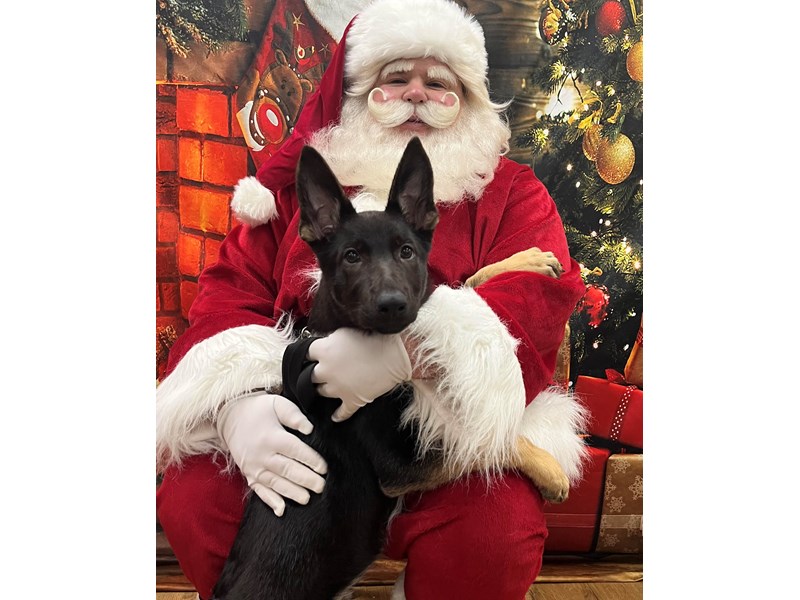 German Shepherd Dog - 7852 Image #1