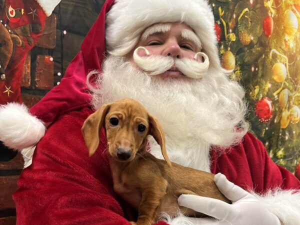 [#7867] Light Red Female Dachshund Puppies for Sale