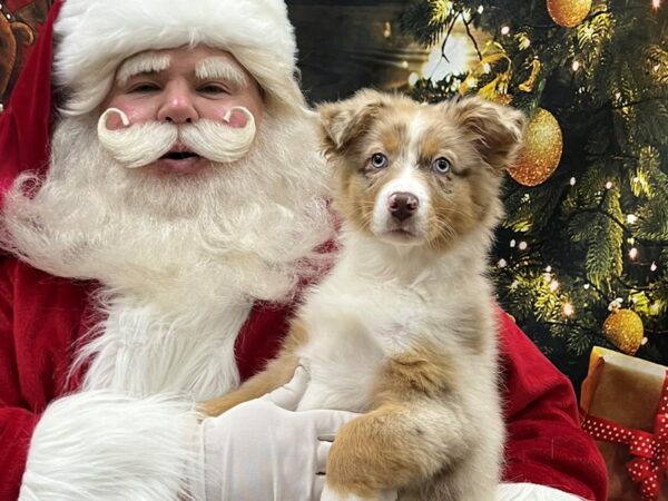 [#7860] Red Merle Female Australian Shepherd Puppies for Sale