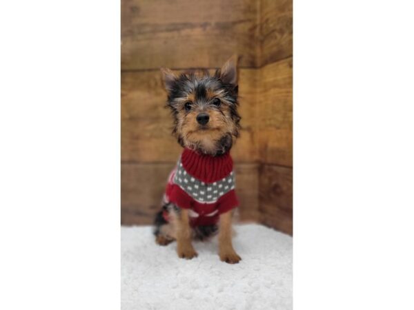 [#7871] Black / Tan Female Yorkshire Terrier Puppies for Sale