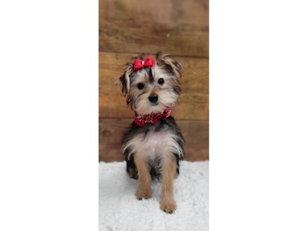 [#7840] Black / Tan Female Yorkshire Terrier Puppies for Sale